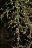 Imagem de Colletia spinosissima J. F. Gmel.