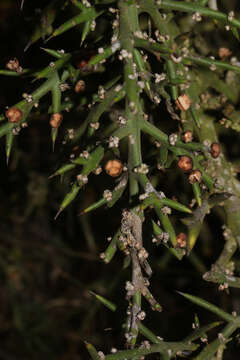 Imagem de Colletia spinosissima J. F. Gmel.