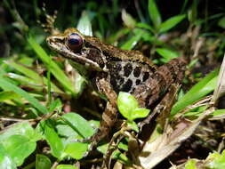 Слика од Sylvirana maosonensis (Bourret 1937)