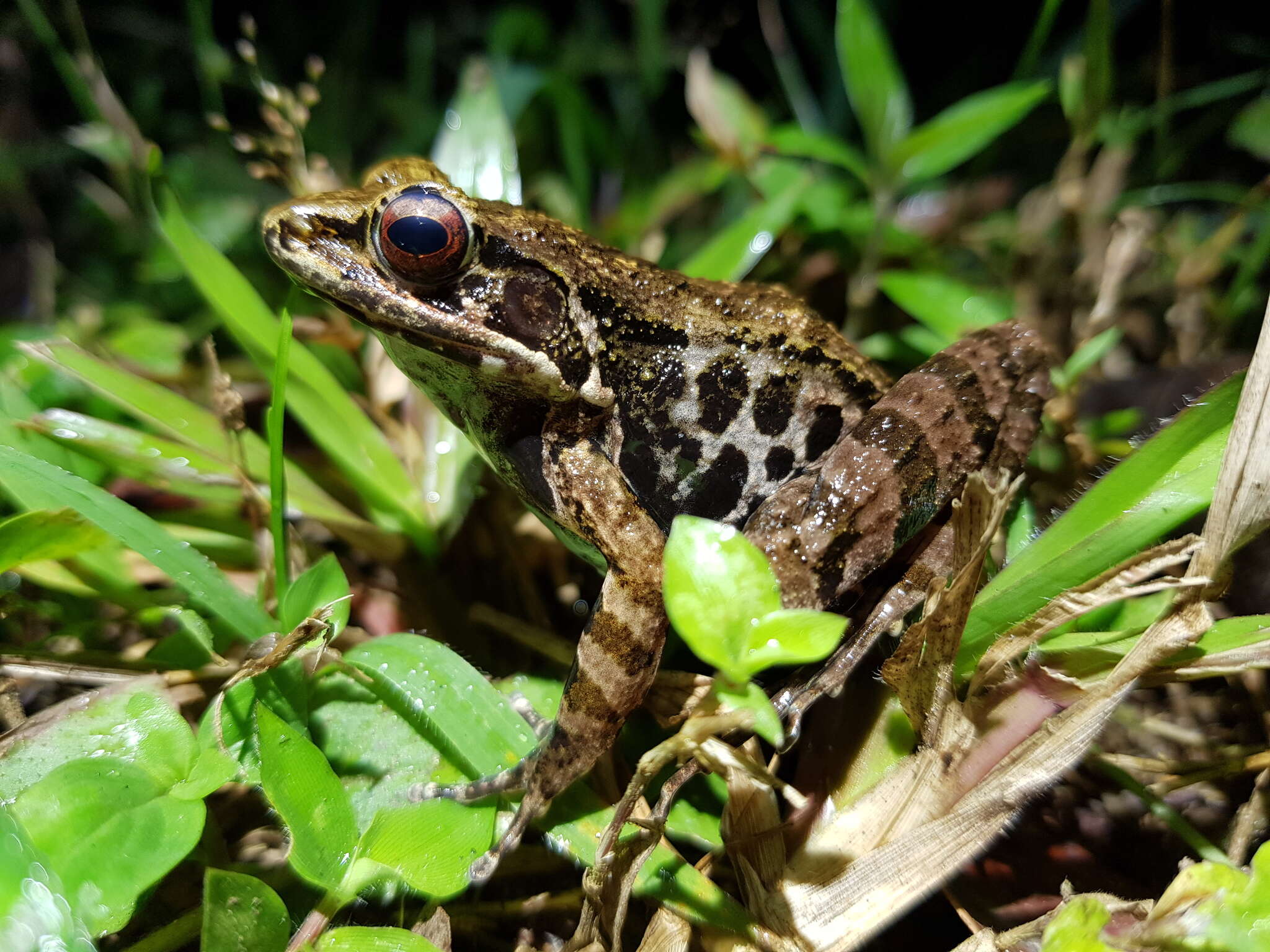 Слика од Sylvirana maosonensis (Bourret 1937)