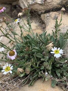 Image of Kachina Fleabane