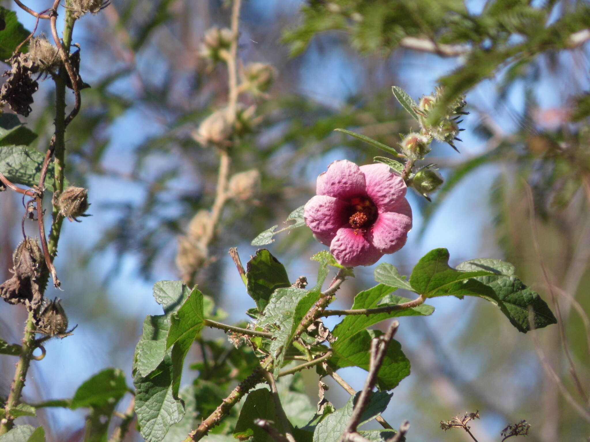 Image of Hibiscus diversifolius subsp. rivularis (Brem. & Oberm.) Exell
