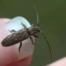 Image of Long horned beetle