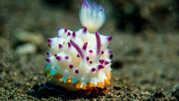 Image of Purple tipped multi-pustuled slug