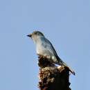 Image of Pale Blue Flycatcher