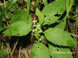 Image of Teucrium viscidum Blume