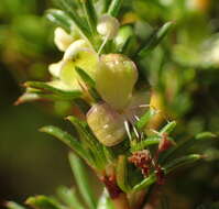 Imagem de Cliffortia filifolia var. arenaria C. Whitehouse