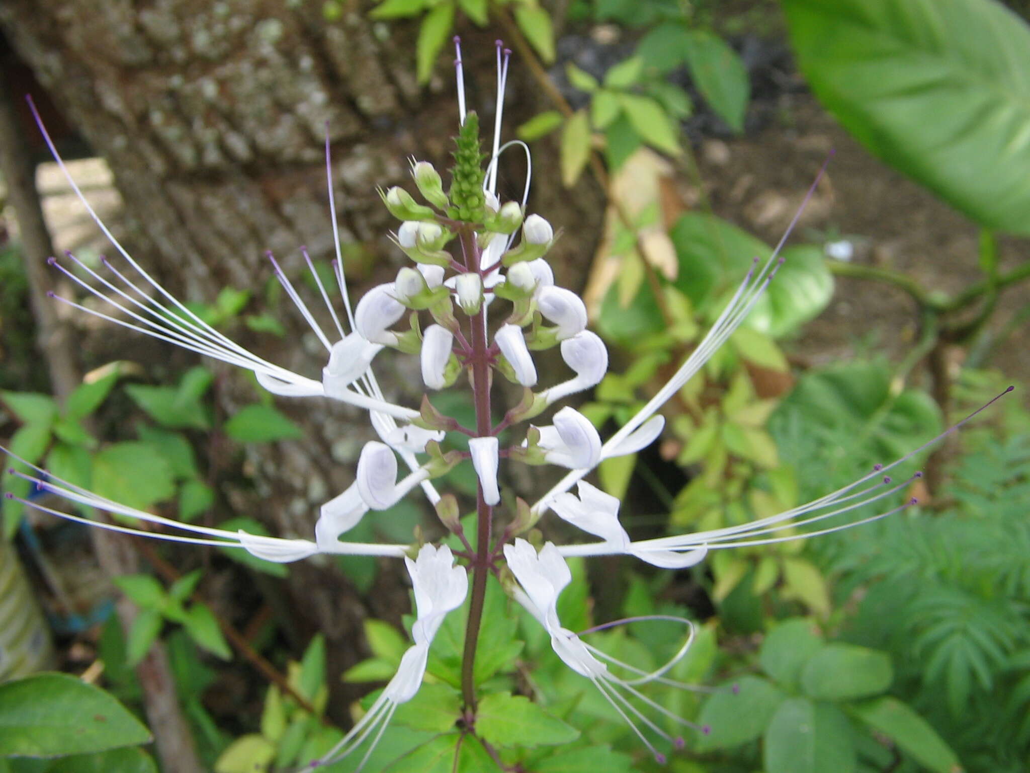 Image of Orthosiphon aristatus var. aristatus