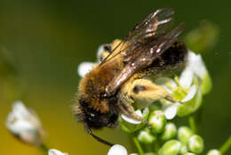 Image of Andrena bicolor Fabricius 1775