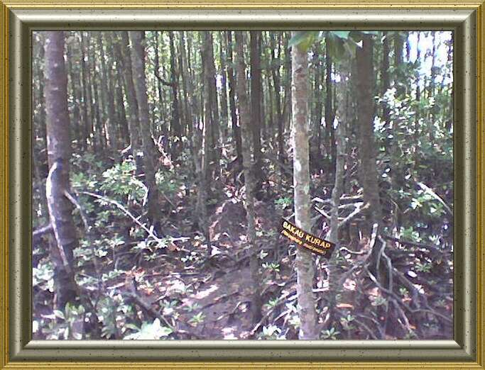 Image of Mangrove