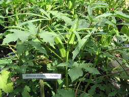 Image of okra