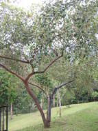 Image of Indian Jujube