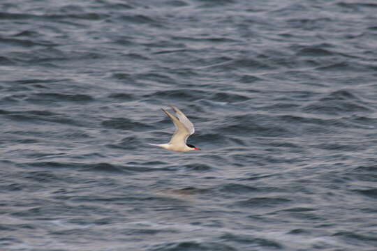 Image de Sterna hirundo hirundo Linnaeus 1758