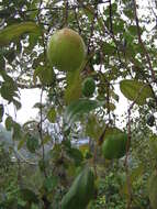 Image of Indian Jujube