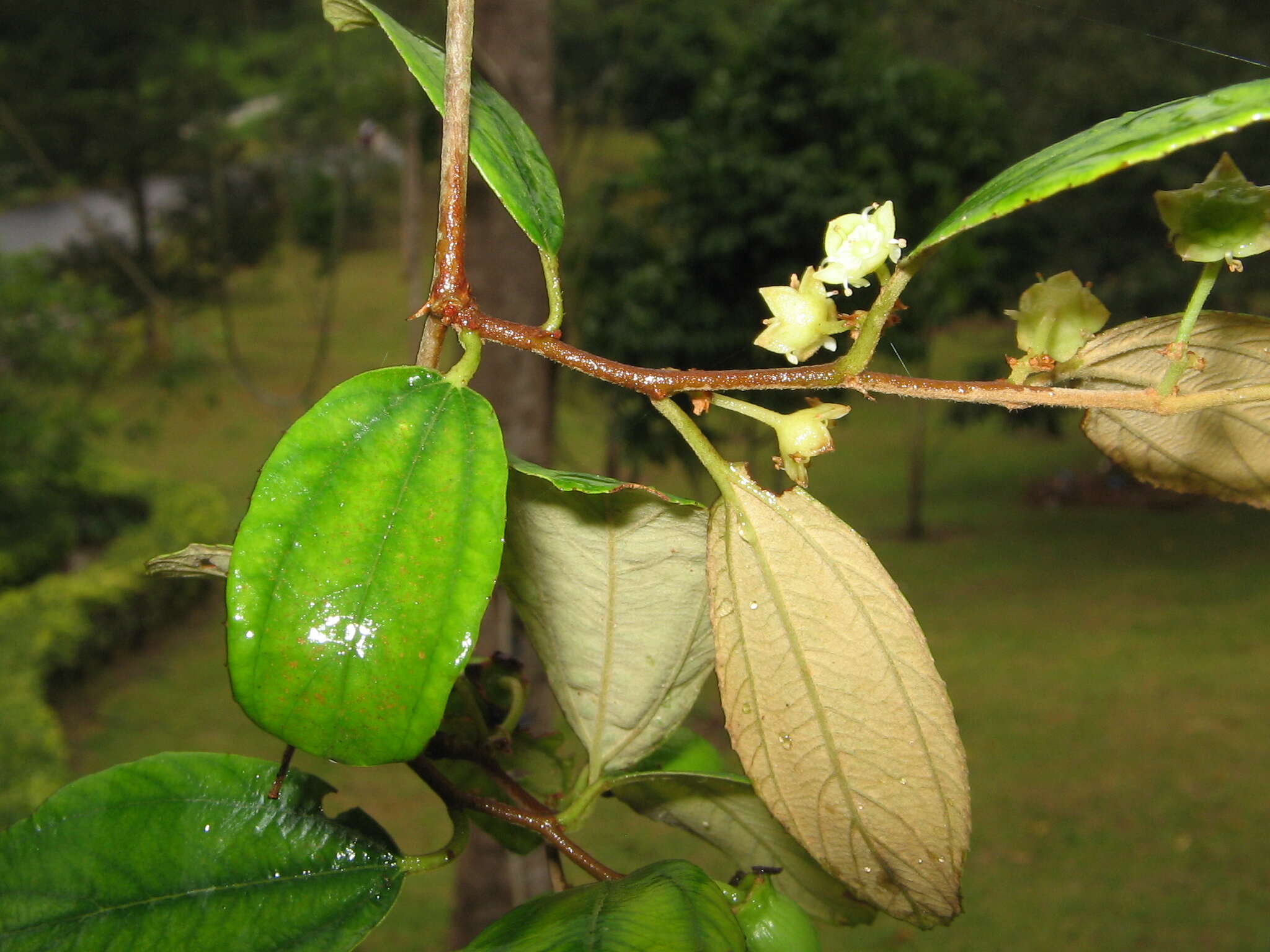 Image of Indian Jujube