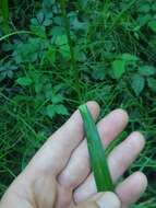 Image of Spreading Bulrush