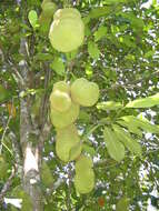 Image de Artocarpus integer (Thunb.) Merr.