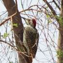 Image of Bennett's Woodpecker