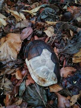 Image of Oaxaca Mud Turtle