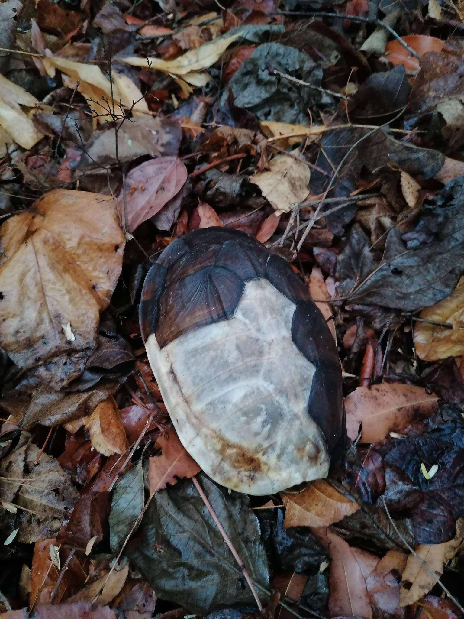 Image of Oaxaca Mud Turtle