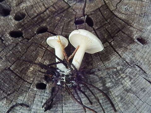 Image of Clitocella fallax (Quél.) Kluting, T. J. Baroni & Bergemann 2014