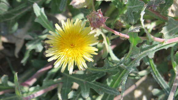 Image of Launaea capitata (Spreng.) Dandy