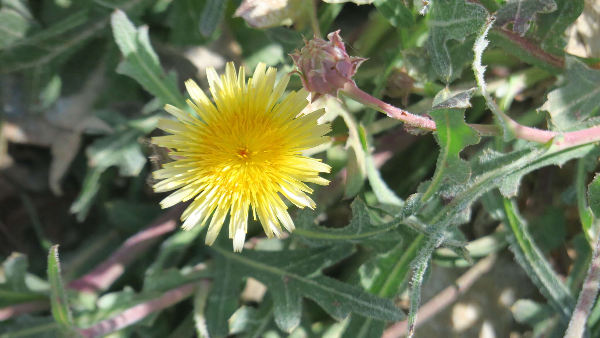 Image de Launaea capitata (Spreng.) Dandy