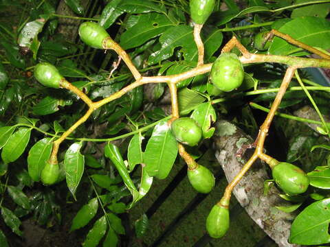 Image of Jewish plum