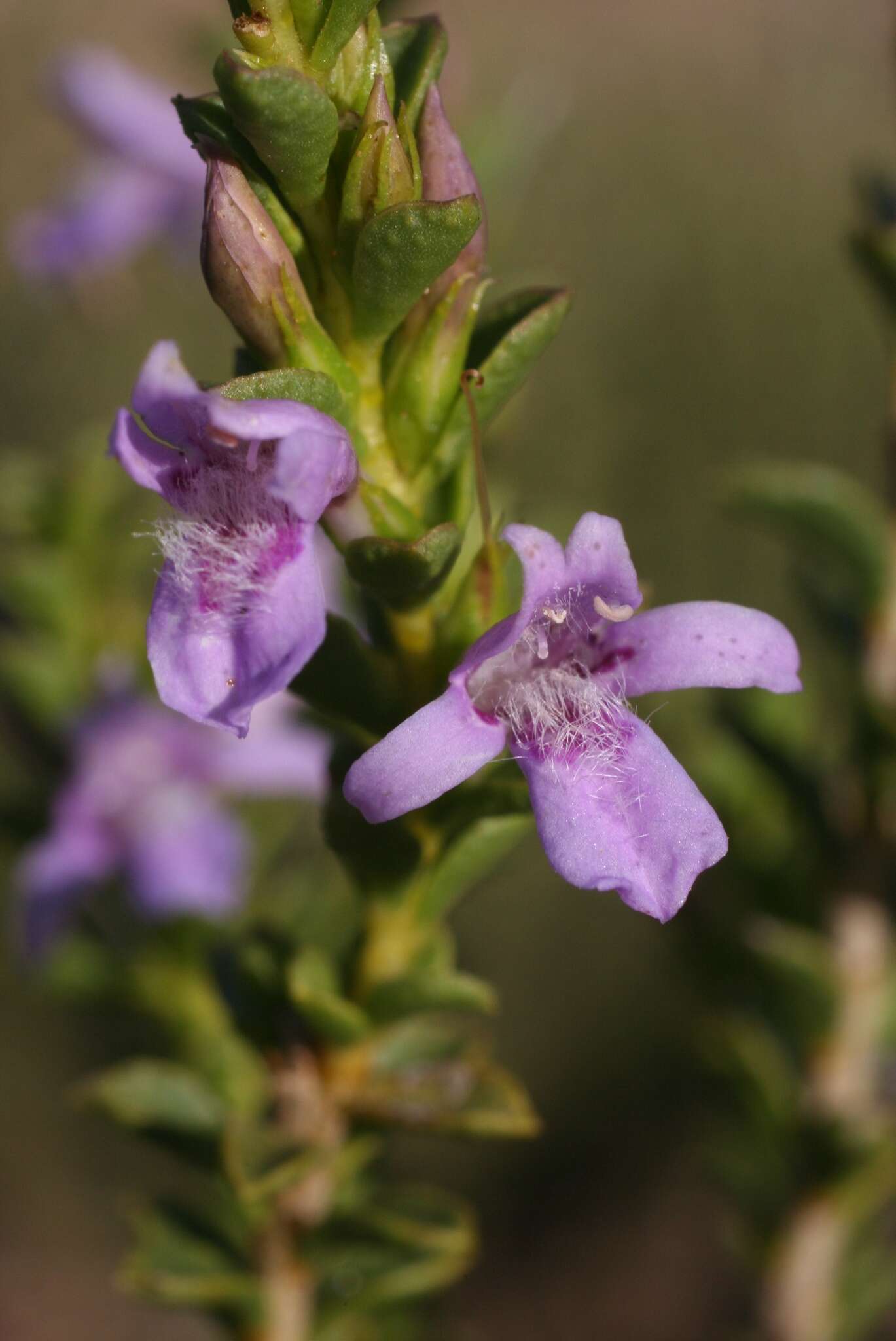 Image of Eremophila crassifolia (F. Muell.) F. Muell.