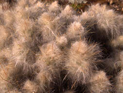 Plancia ëd Austrocylindropuntia floccosa (Salm-Dyck) F. Ritter