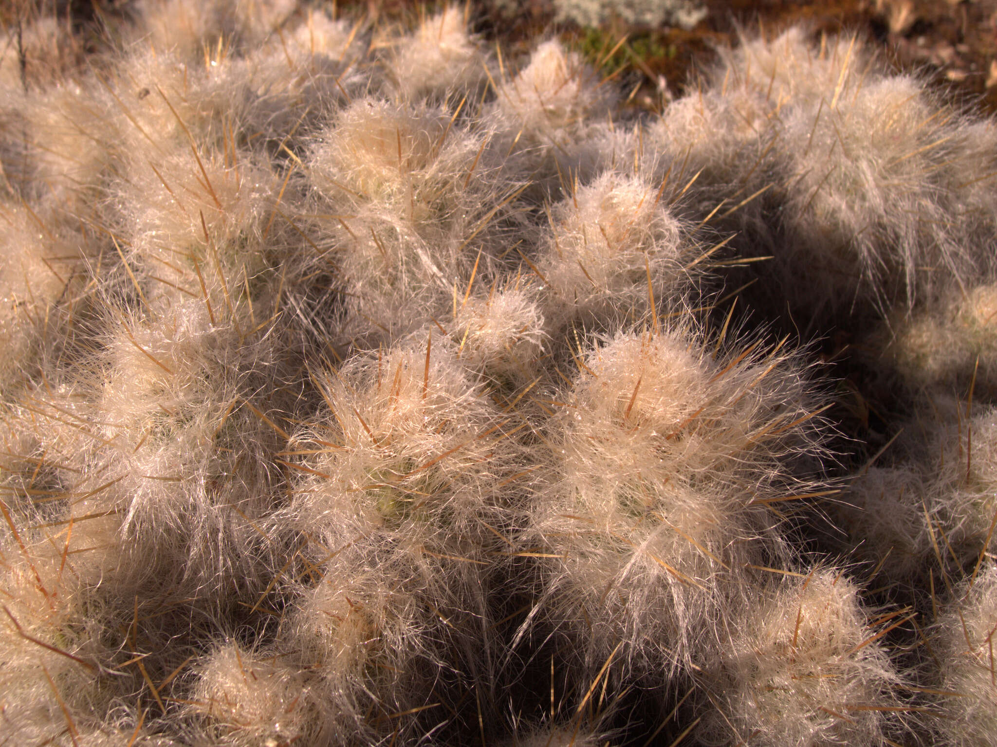 Plancia ëd Austrocylindropuntia floccosa (Salm-Dyck) F. Ritter