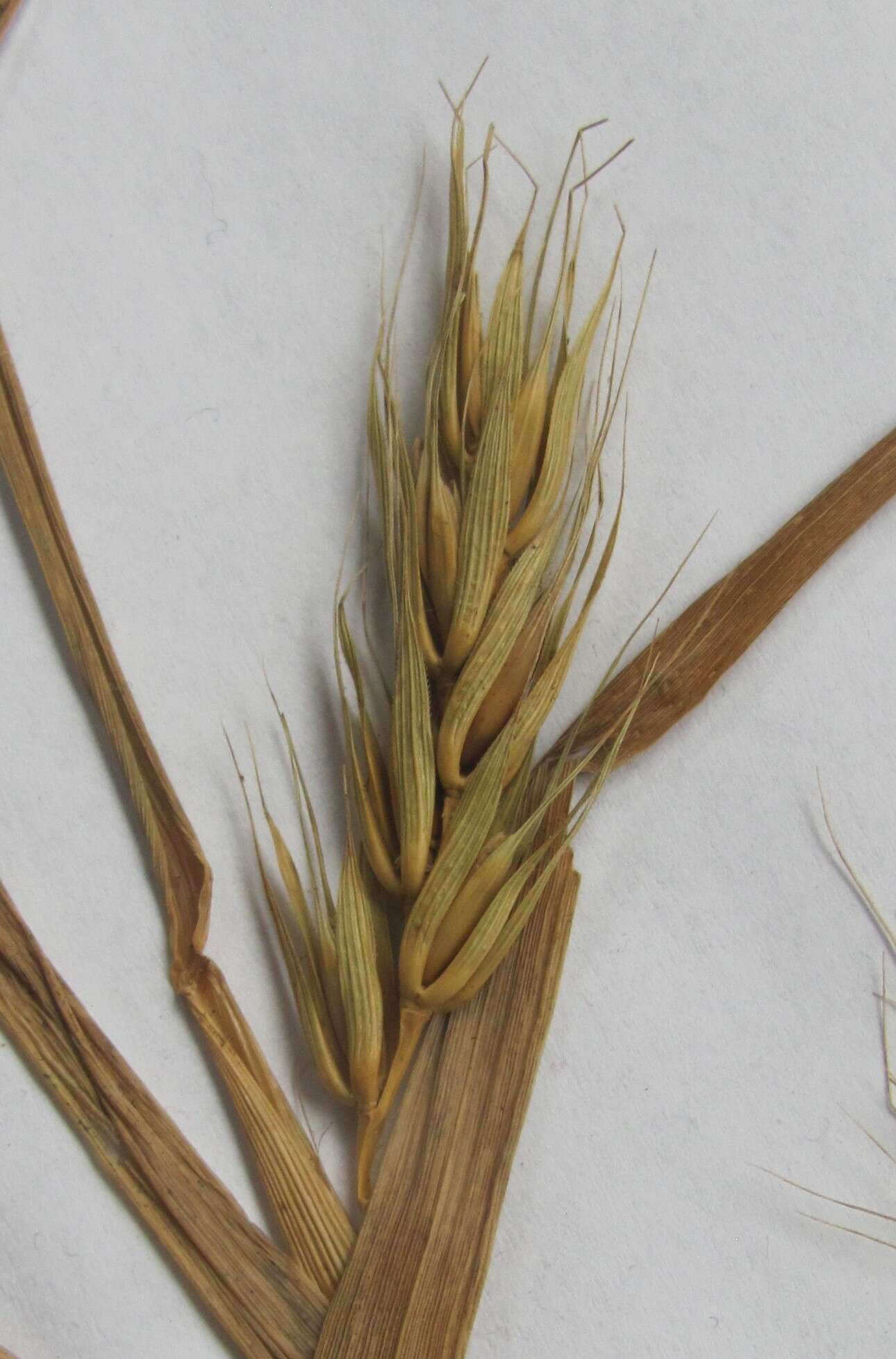 Image of Elymus virginicus var. virginicus