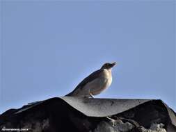 Image of Spectacled Thrush