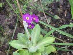 Image of Scottish primrose