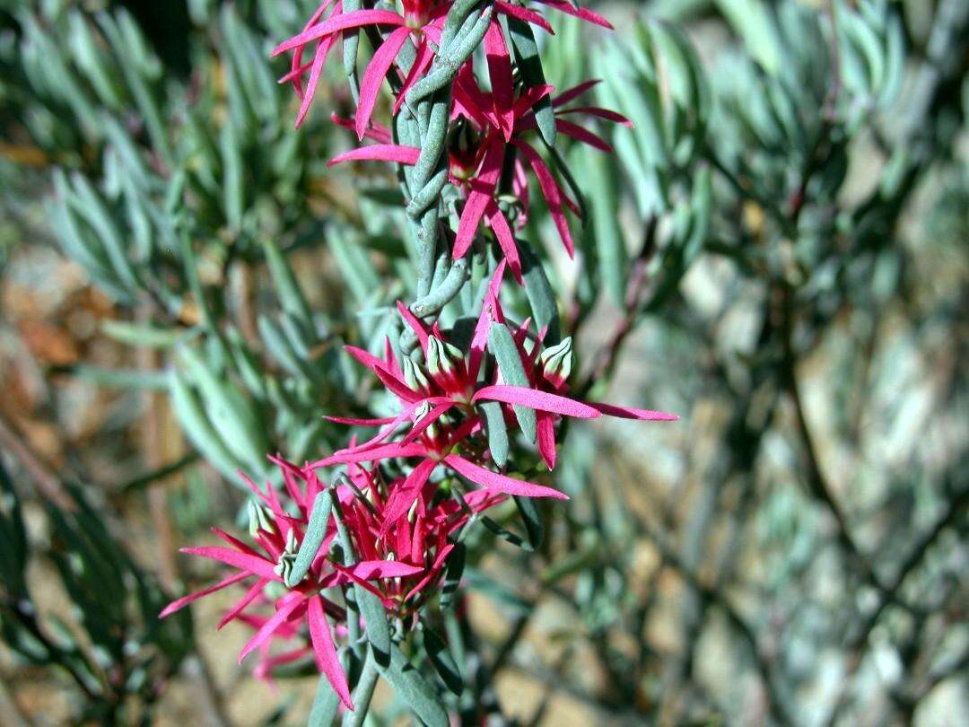 Image of Microloma calycinum E. Mey.