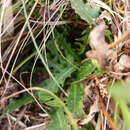 Image de Taraxacum aristum Hagl. & G. Markl.