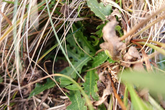 Image of Taraxacum aristum Hagl. & G. Markl.