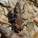 Image of Cicindela (Cicindela) sylvicola Dejean 1822