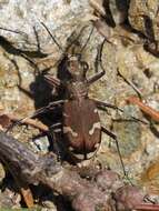 Image of Cicindela (Cicindela) sylvicola Dejean 1822