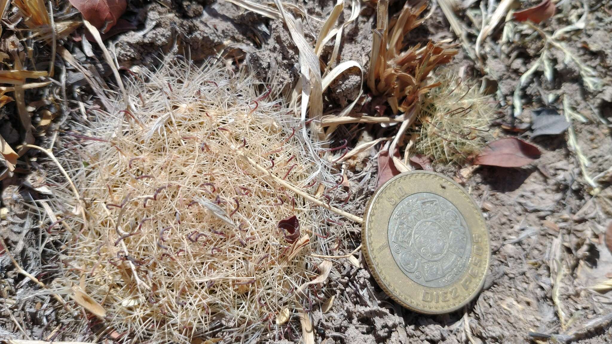 Mammillaria rettigiana Boed.的圖片