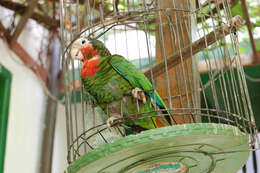 Image of Bahamas Parrot