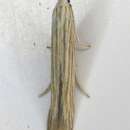 Image of Streaked Coleophora