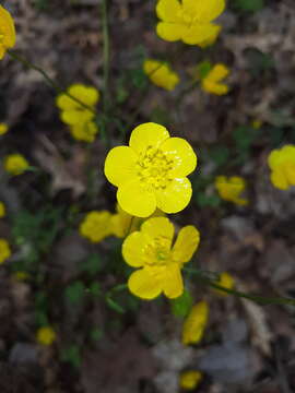 Image of Ranunculus ollissiponensis Pers.