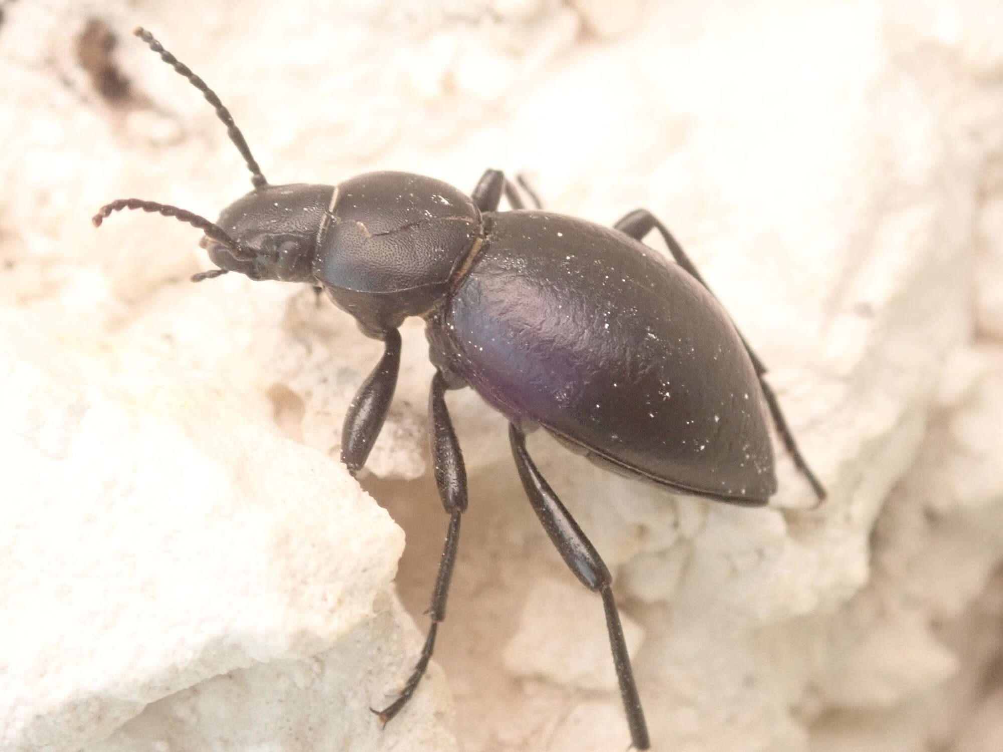 Image of Tentyria nomas