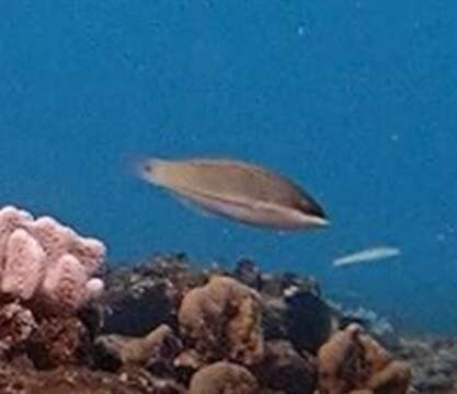 Image of Blue-ribbon wrasse