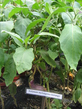 Image of eggplant