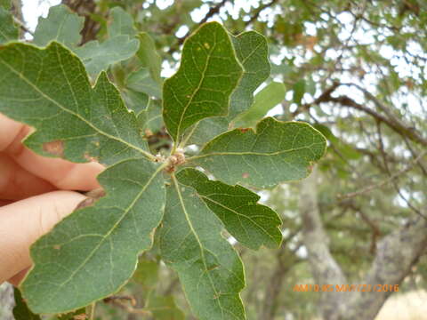 Image of blue oak