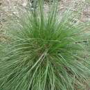 Image of prairie dropseed