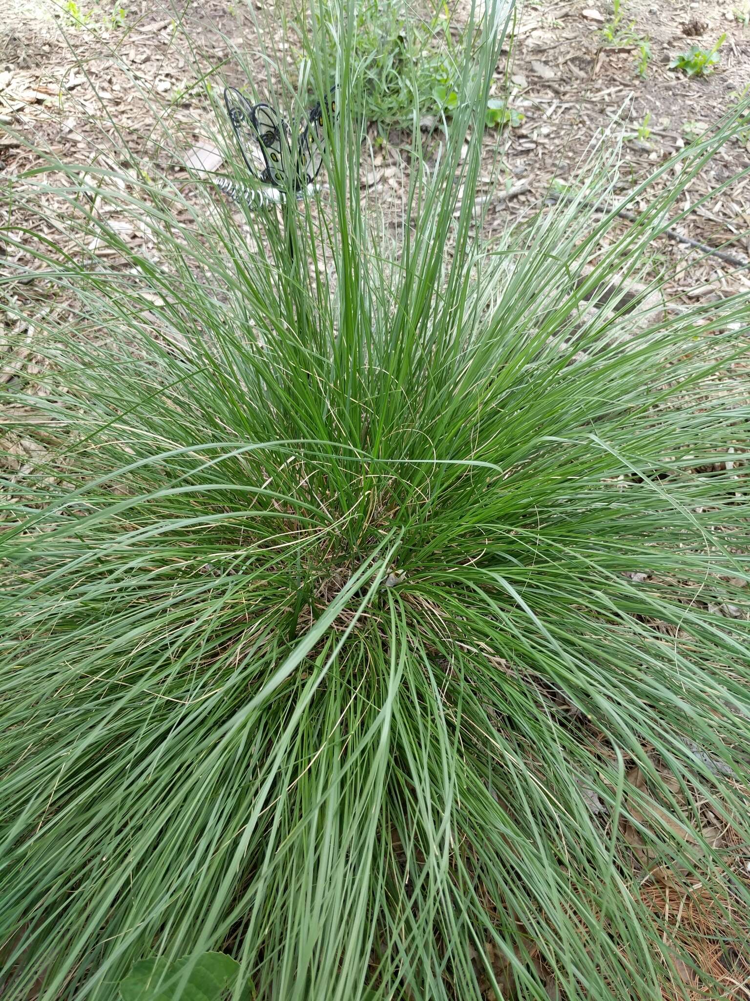 Image of prairie dropseed