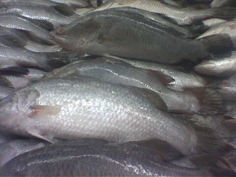 Image of Asian seabass